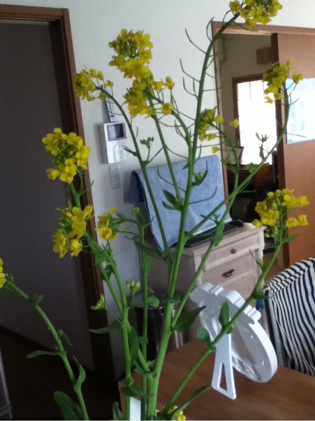 ★青梗菜（チンゲン菜）の育て方