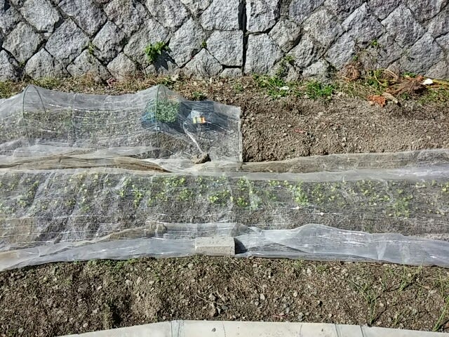 秋野菜の苗など購入（白菜、干しネギ他　）