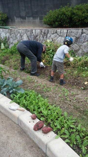 ★さつまいもの育て方