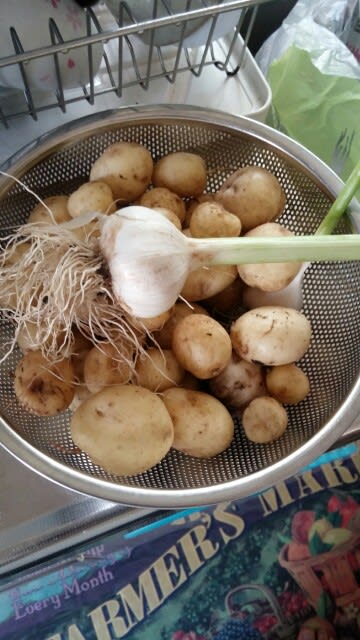 じゃがいも、ニンニク収穫