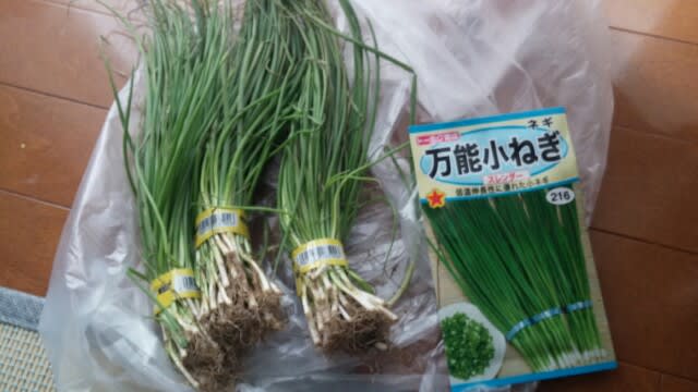 玉ねぎの苗、ネギの種購入